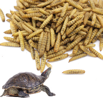 Dried black soldier fly for reptile feed turtle food bird food Fish Feed